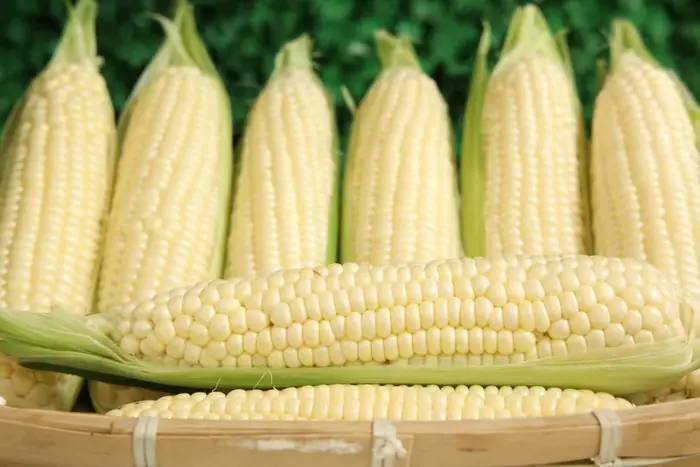 Pearl White super-sweet fruit corn ears, husked to show pearl-white kernels